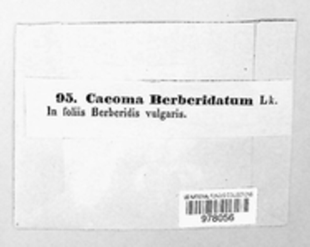 Caeoma berberidatum image